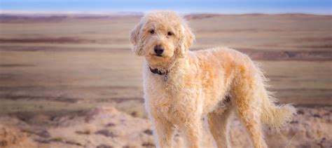 Are Labradoodles Used As Guide Dogs