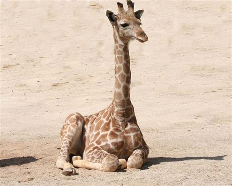 Cute Baby Giraffes