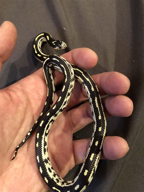 Anyone know what morph she is? : r/kingsnakes