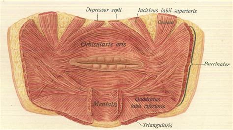 Anatomy Of Lip - Anatomical Charts & Posters