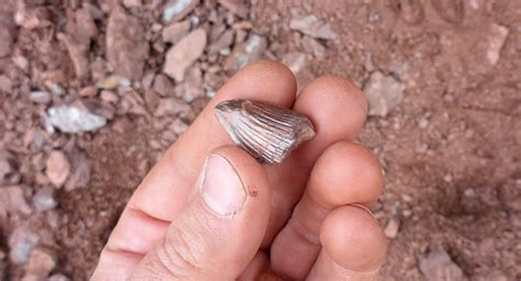 Fossilguy.com: Red Hill Fossil Hunting - Early Fish Fin Spine