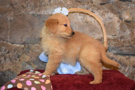 43 Best Images Akc Golden Retriever Puppies Tennessee : AKC Registered ...