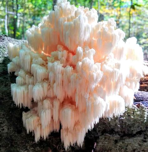 🍄FUNGUS CAVE🍄