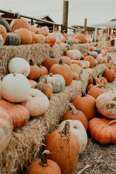 Pumpkin Parade | Fall wallpaper, Cute fall wallpaper, Fall halloween