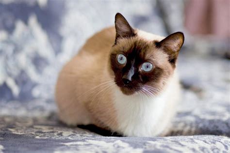 200+ of the Best Names for Your Siamese Cat - Yahoo Sports