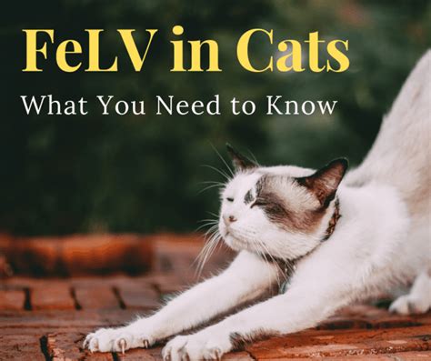 Symptoms of the Feline Leukemia Virus and How You Can Help - PetHelpful