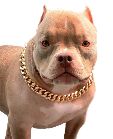 YUANDAO Gold Dog Chain American Bully Collar Cuban Link Dog Collar Gold ...