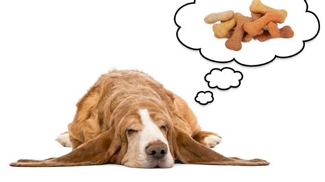 Do Animals Dream? | Mental Floss