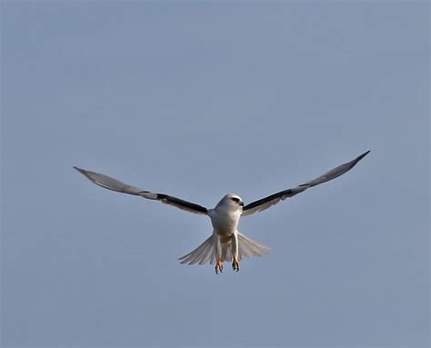 Pictures and information on White-tailed Kite