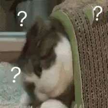 什么 GIF - Surprised Cat - Discover & Share GIFs