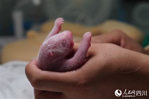 In pics: Say hello to panda cubs born in SW China’s Sichuan during Year ...