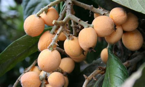 How to Grow a Loquat Tree For Big Harvests - Epic Gardening