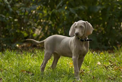 Weimaraner: Dog Breed Characteristics & Care