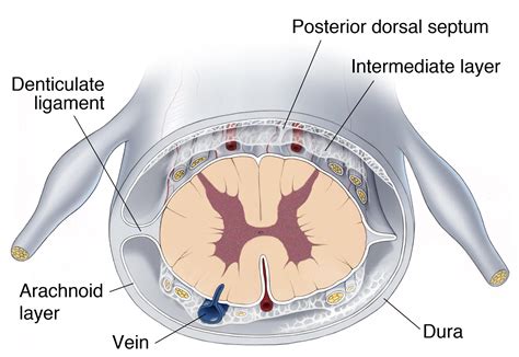 Operative Spinal Cord Anatomy | The Neurosurgical Atlas, by Aaron Cohen ...