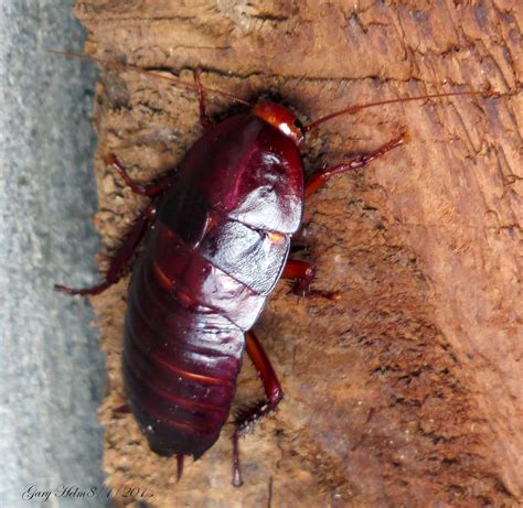 Palmetto Bug or Florida Woods Cockroach | Nearly 2 inches lo… | Flickr