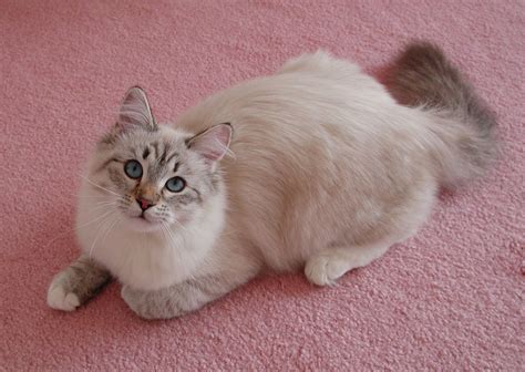 Cooncreole Kisa of Nikarl, my first Siberian, a Seal Silver Lynx Point ...