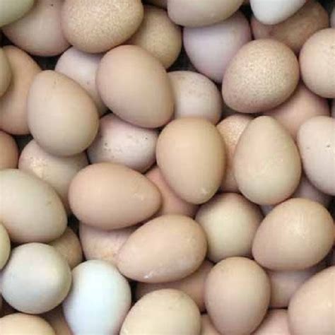 Assorted Guinea Hatching Eggs - Dozen