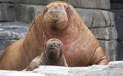 Baby Walrus: 6 Pictures and 8 Amazing Facts - A-Z Animals