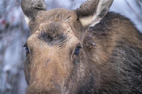 Winter Moose Manitoba 5099235 Stock Photo at Vecteezy