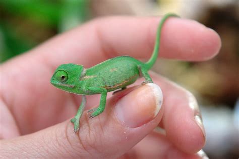 Baby Chameleon: Care Guide, Colour, Price & Unknown Facts