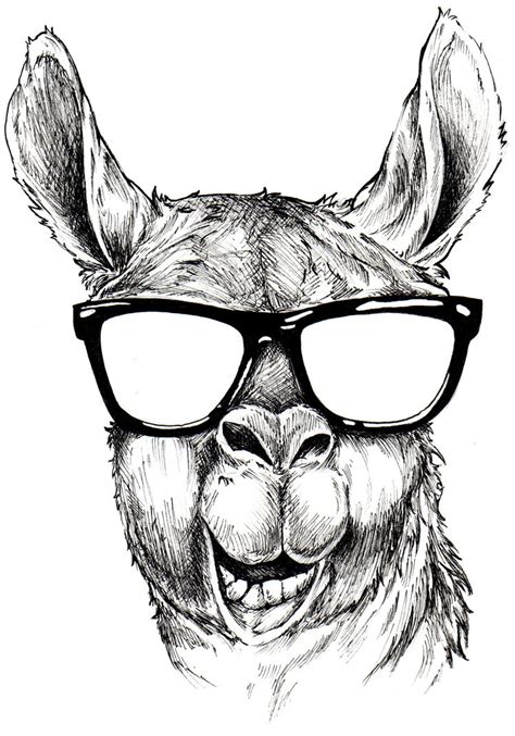 Llama Line Drawing at GetDrawings | Free download