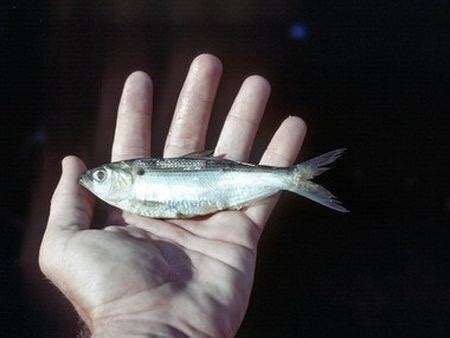 Shad Madness--spawning baitfish turn on Guntersville bass - al.com