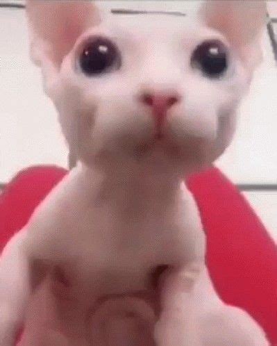 Bingus | Cat memes, Hairless cat, Cute cats