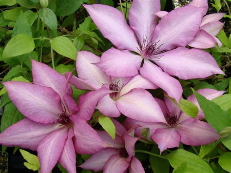 Clematis Giselle | Brushwood Nursery, Clematis Specialists