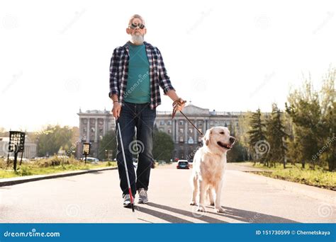 Guide Dog Helping Blind Person with Long Cane Walking Stock Image ...