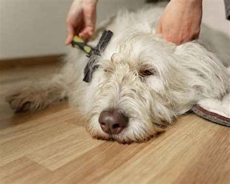 Guide To Picking The Best Dog Brushes For Shedding - Sweet Cute Pets