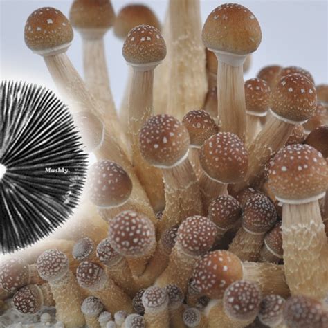 Where To Find Psilocybin Mushroom Spores For Sale – Gnosis Unveiled