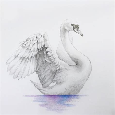 swan. #swan#swandrawing#drawing #design#pencil#tattoo#tattoodesign# ...