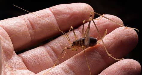 Spider Crickets Are Real, And Here's Why You Don't Want Them In Your ...