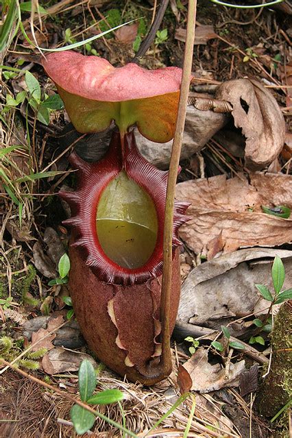 Nepenthes rajah | Nepenthes Rajah along Nepenthes Trail at M… | Flickr