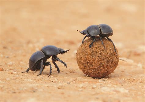 ¿Cuál es el animal más fuerte?? - startupassembly.co