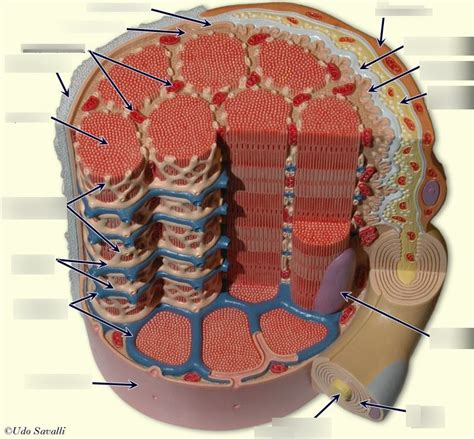 Skeletal muscle fiber labeled Diagram | Quizlet