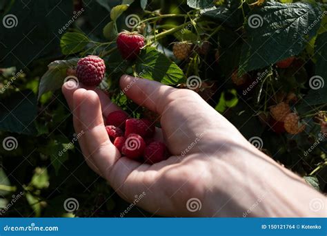 Harvesting Raspberry in the Garden Stock Photo - Image of ripe, hand ...