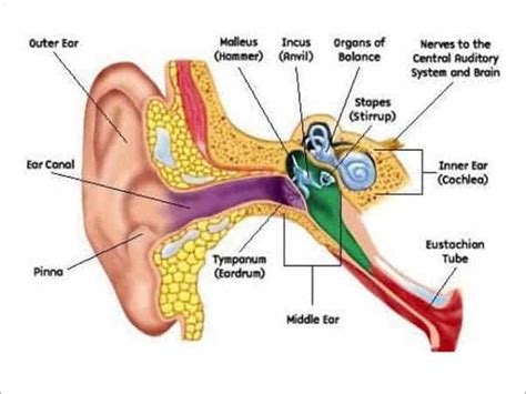 Blocked Ear / Sinus / Pressure Ear - Sound Therapy International