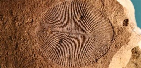 Dickinsonia costata fossil. New study classifies Dickinsonia as an ...