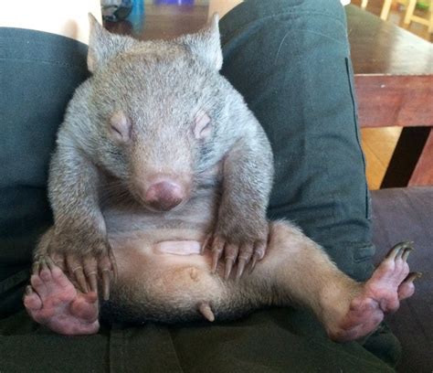 Kenny like many wombats often sleeps on his back with his legs in the ...