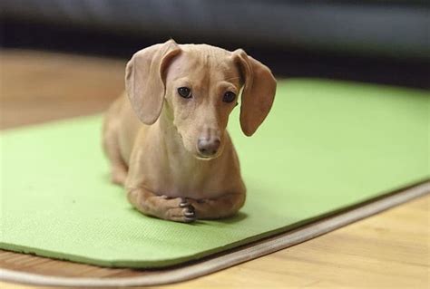 Everything You Need To Know About An Isabella Dachshund - The Goody Pet