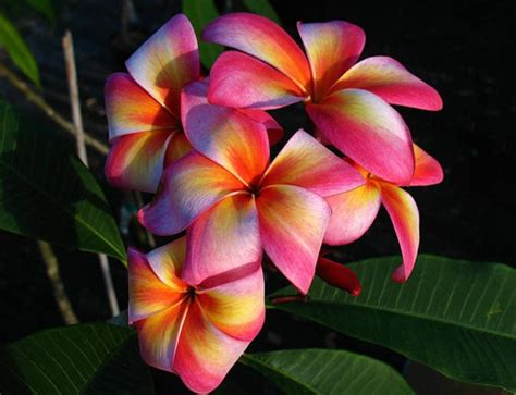 pink and yellow flowers with green leaves in the background