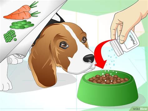 How to Treat Dog Constipation