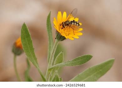 1 Syrphidae Free Photos and Images | picjumbo