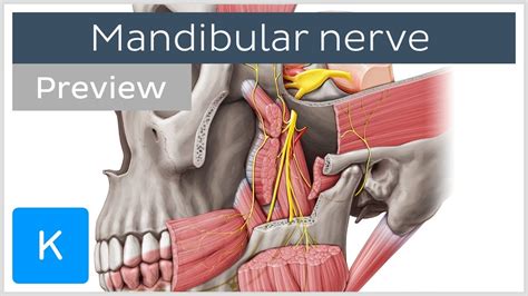 What is the Mandibular Nerve? (preview) - Human Anatomy | Kenhub - YouTube