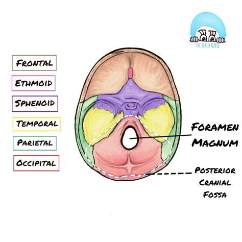 Fact 27 - Foramen Magnum: an important hole! - The Scrub Nurse