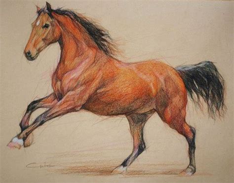 Iberian horse breed Portrait 2 horse silhouette by PETARTPortraits, $25 ...