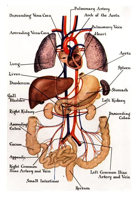 Human Body Diagram Internal Organs