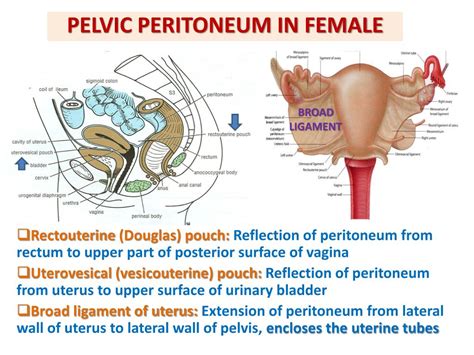 PPT - ANATOMY OF THE FEMALE REPRODUCTIVE SYSTEM PowerPoint Presentation ...