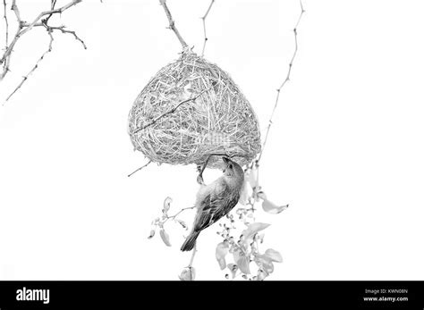 Weaver bird nest Black and White Stock Photos & Images - Alamy